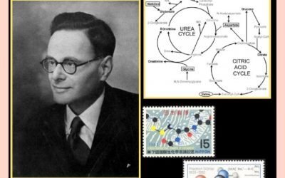 History Today in Medicine – Sir Hans Adolf Krebs