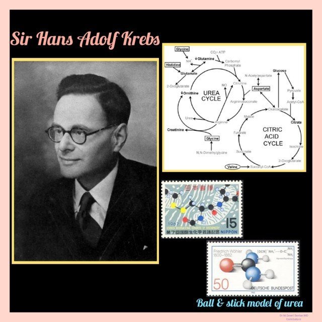 History Today In Medicine Sir Hans Adolf Krebs CME INDIA