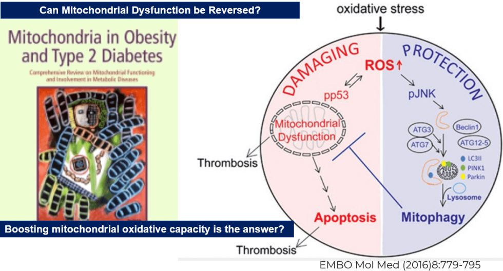 Reversing Mitochondrial Dysfunction is the Game Changer in Diabetes ...