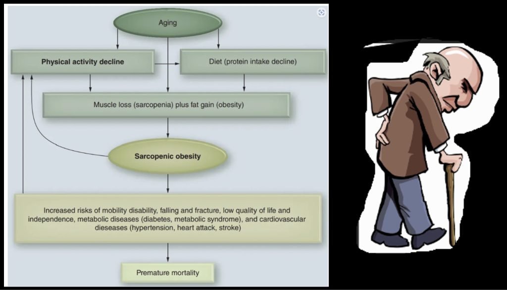How to fight Sarcopenia while being older?