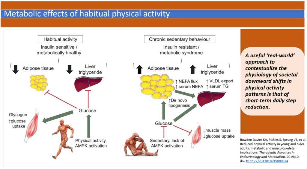 Even Brief Inactivity Undermines Muscle Health: The Hidden Toll of Step Reduction