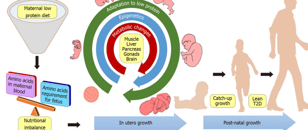 Lean Diabetes - What Physicians Must Know?