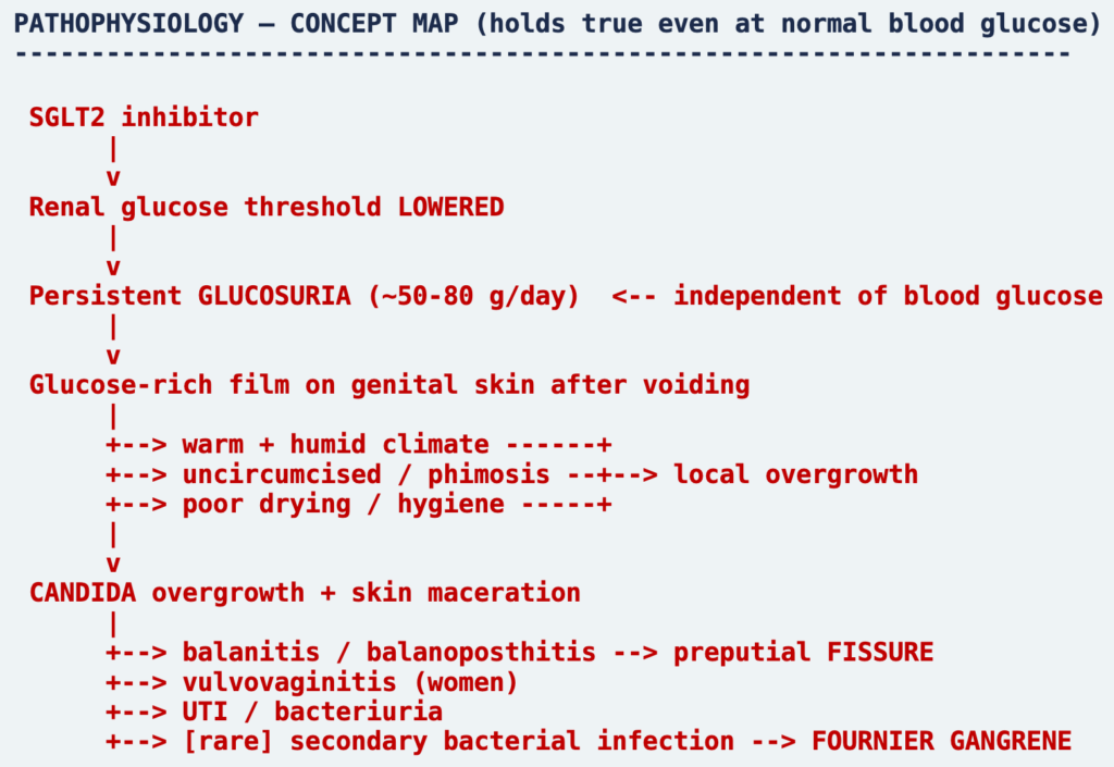“Dapagliflozin by Mistake”: Candidal Balanoposthitis with Preputial Fissuring after Inadvertent Double-Dose SGLT2 Inhibition - and the Question of Genital Infection in Non-Diabetics