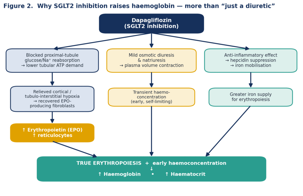 When a Good Drug Effect Looks Too Good - Dapagliflozin and the Haemoglobin That Rose Too Fast — SGLT2 Inhibitor–Associated Erythrocytosis