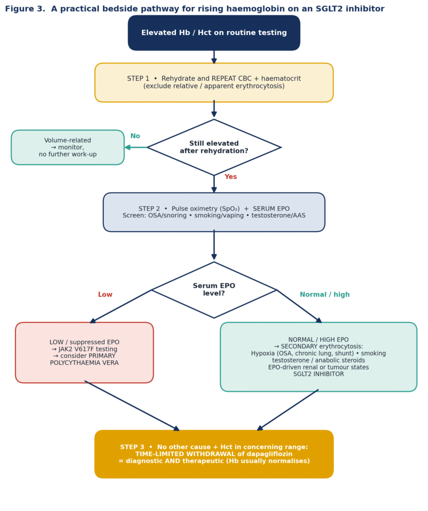 When a Good Drug Effect Looks Too Good - Dapagliflozin and the Haemoglobin That Rose Too Fast — SGLT2 Inhibitor–Associated Erythrocytosis