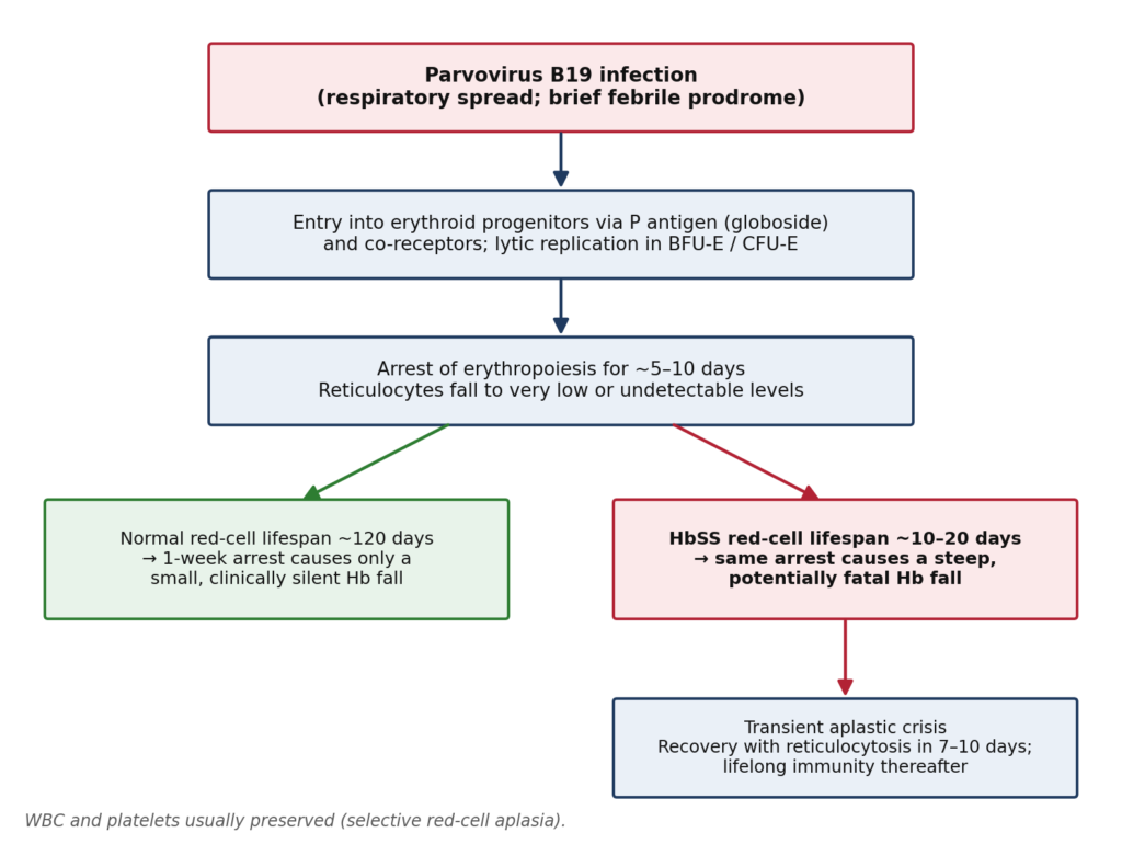 Sudden Severe Anaemia in a Young Adult with Sickle Cell Disease: Parvovirus B19–Associated Transient Aplastic Crisis